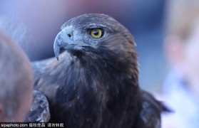 欧冠积分榜揭秘:皇马与拜仁的历史对决,曼联能否重振雄风?